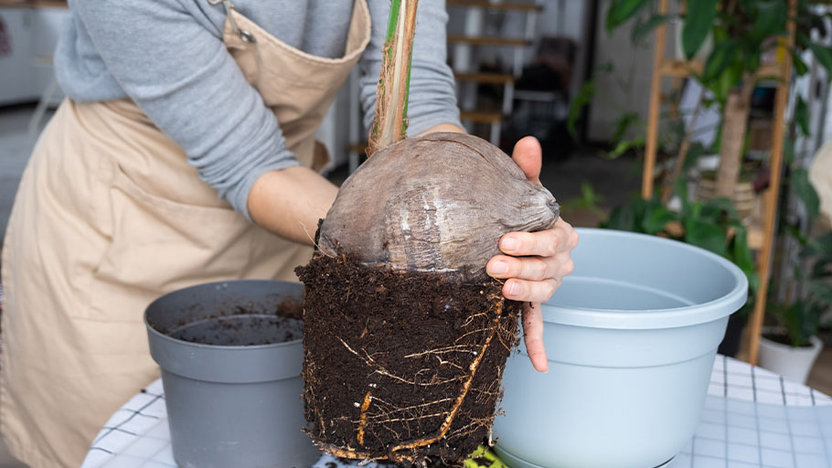 A person is holding a plant next to two different sized planters