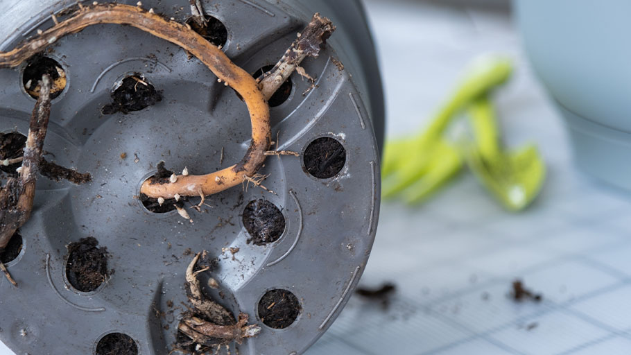 A planter is on its side showing the drainage holes and roots that are suffering from root rot